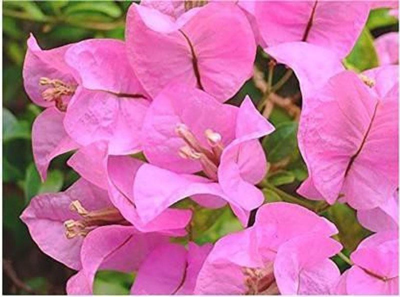 borealis Bougainvillea Plant  (Hybrid, Pack of 1)