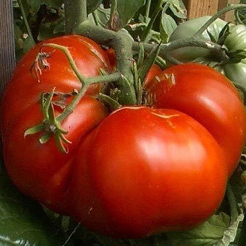 Qualtivate ® Farm Giant Tomato BIG ZAC Heirloom Seed  (2500 per packet)