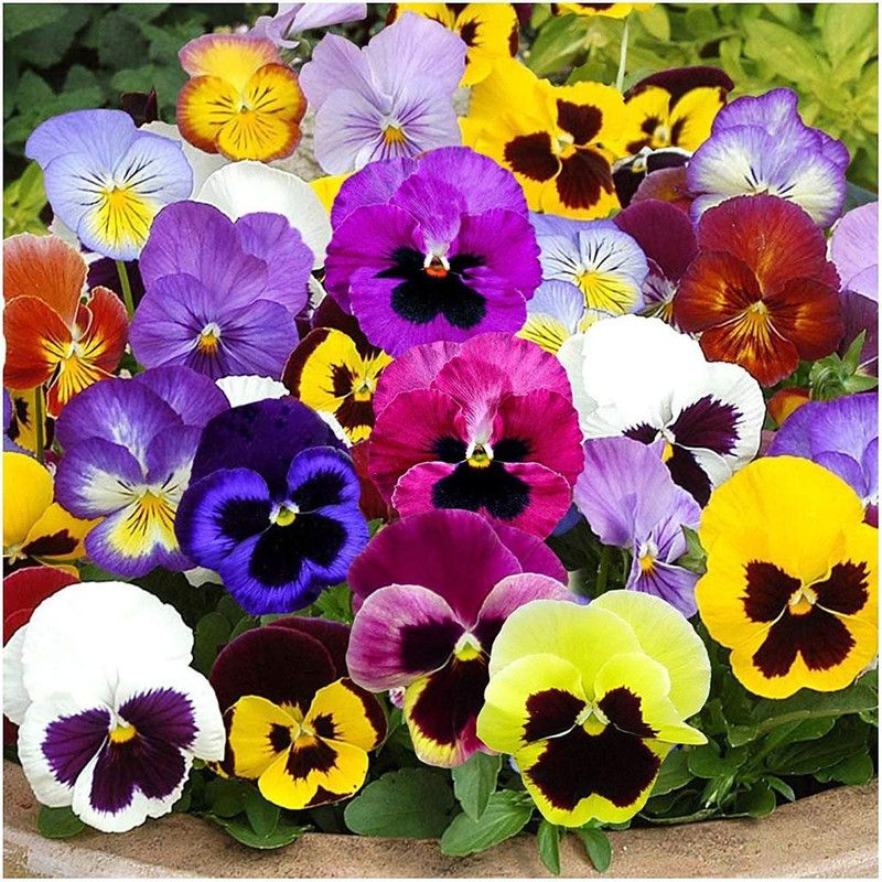KANAYA Pansy Clear Crystal Black Seed  (75 per packet)