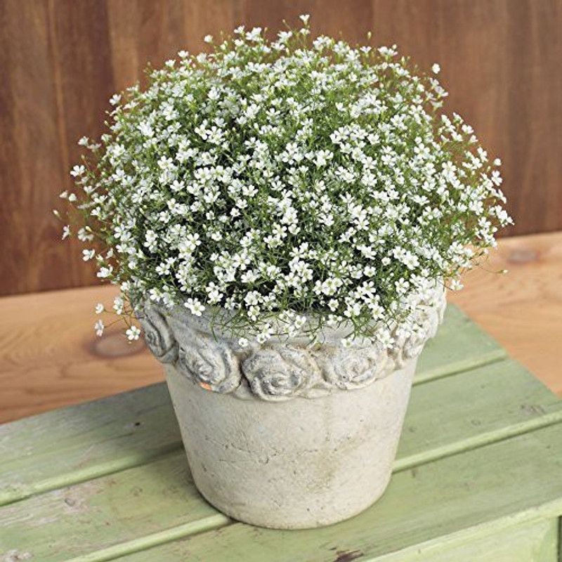 CYBEXIS Gypsophila Flower Mix Colors Hybrid Seeds Seed  (50 per packet)