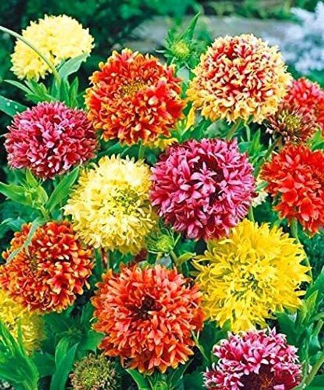 Mozette Gallardia Seed  (96 per packet)