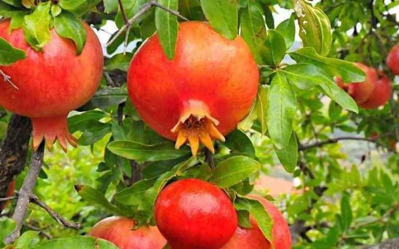 Paudha Pomegranate Hybrid Fruit Seed  (36 per packet)