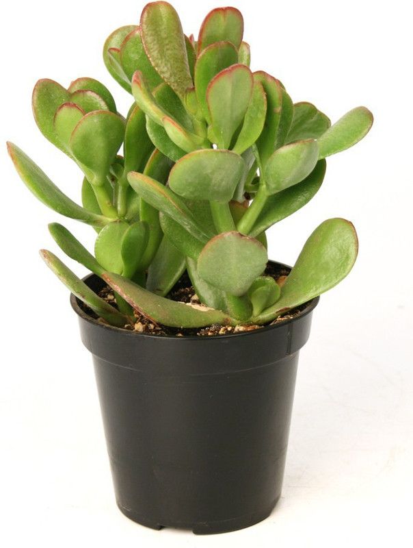 Grinian Jade Plant  (Pack of 1)