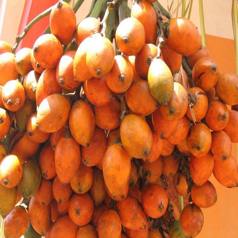 PLANTSBAZAR Betel Nut/Supari Plant  (Hybrid, Pack of 1)