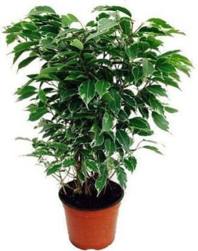 greengrow Ficus Plant  (Hybrid, Pack of 1)