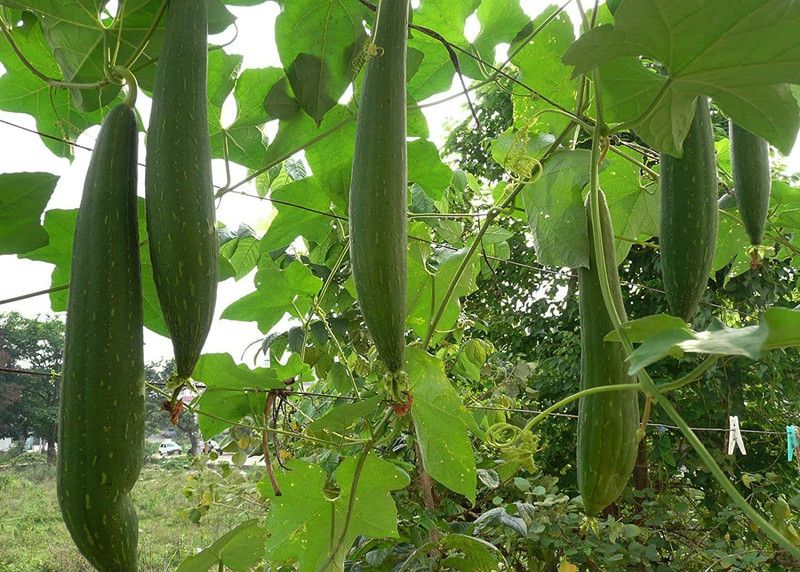 VibeX Ridge-Sponge-Gourd Seed  (5 per packet)