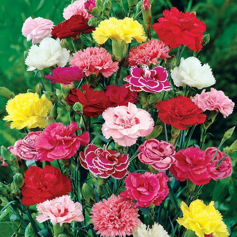zabbus Carnation Seeds Seed  (50 per packet)