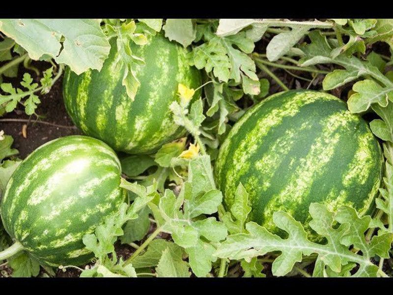 PLANTZON Watermelon Hybrid Seed  (20 per packet)