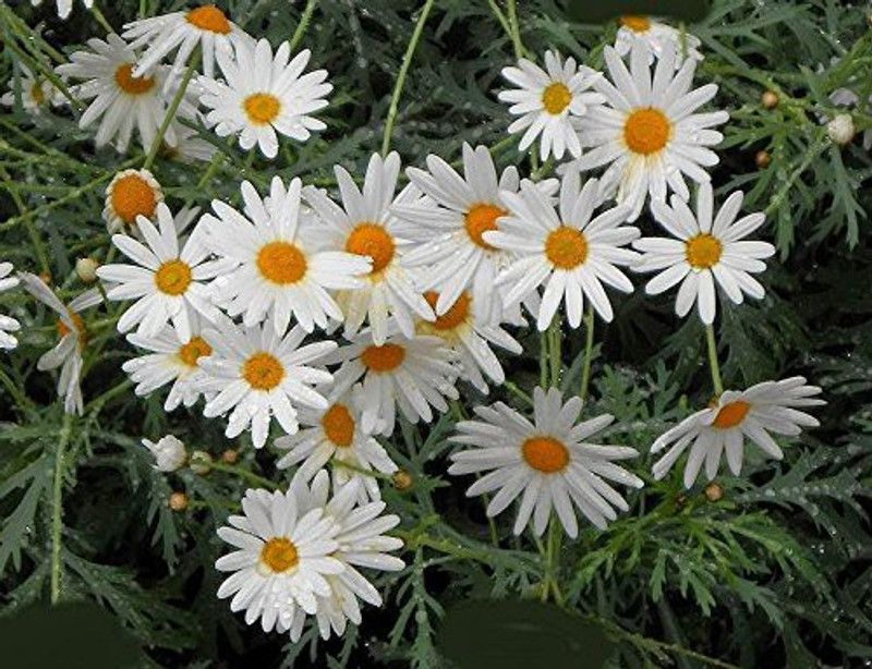 Mozette Daisy white flower Seed  (48 per packet)