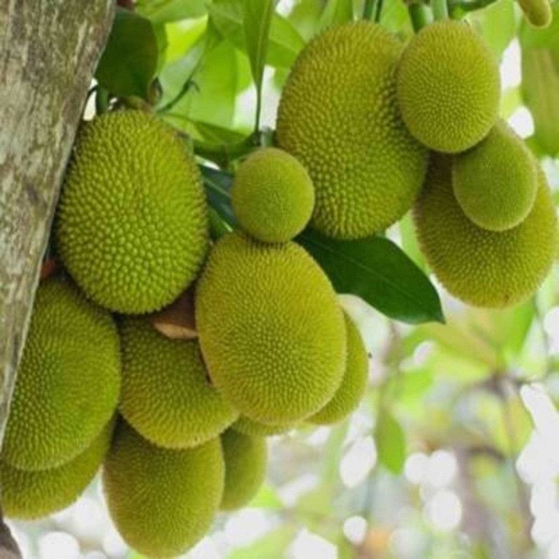 Earth Angels Jack Fruit Plant  (Pack of 1)