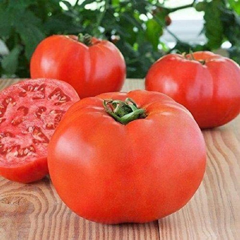 WILLVINE LX-829 Bonny Best Tomato Seeds Seed  (200 per packet)