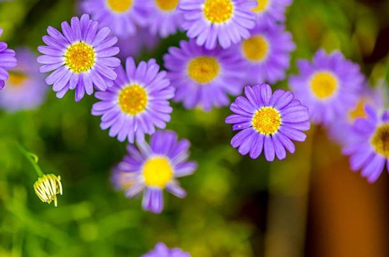 Splorias Swan River Daisy Flower Seed  (45 per packet)