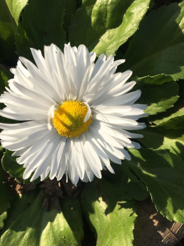 XOLDA Daisy white flower Seed  (50 per packet)