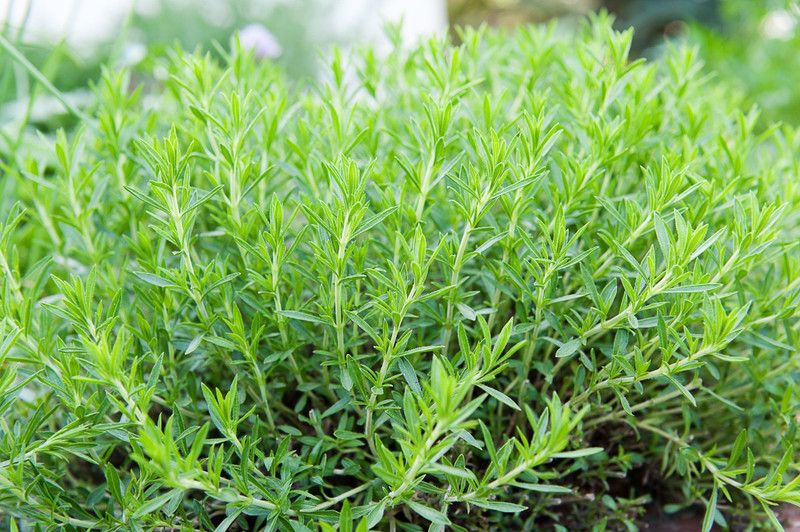 OMOM Tarragon Seed  (101 per packet)