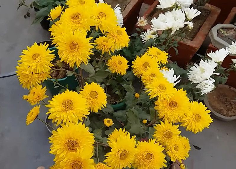 CYBEXIS Seeds Of Flowers Chrysanthemum / Guldaudi Mix Colors Hybrid Seeds Seed  (25 per packet)