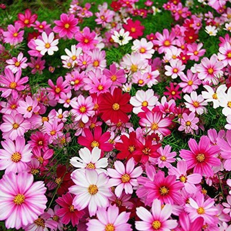 CYBEXIS Cosmos,Rare Wildflowers Seeds Seed  (25 per packet)