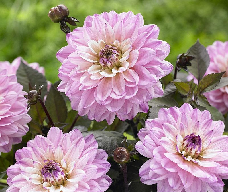CYBEXIS Mix Color Rare Dahlia Seeds Seed  (50 per packet)