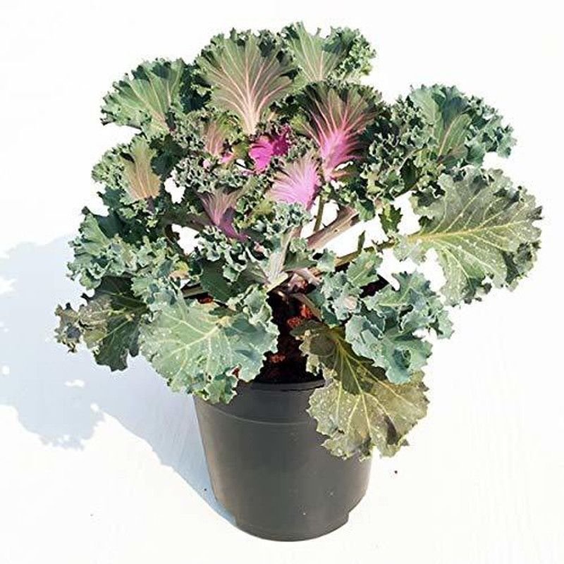 CYBEXIS Ornamental Cabbage, Ornamental Kale (Purple, Green) Seed  (50 per packet)