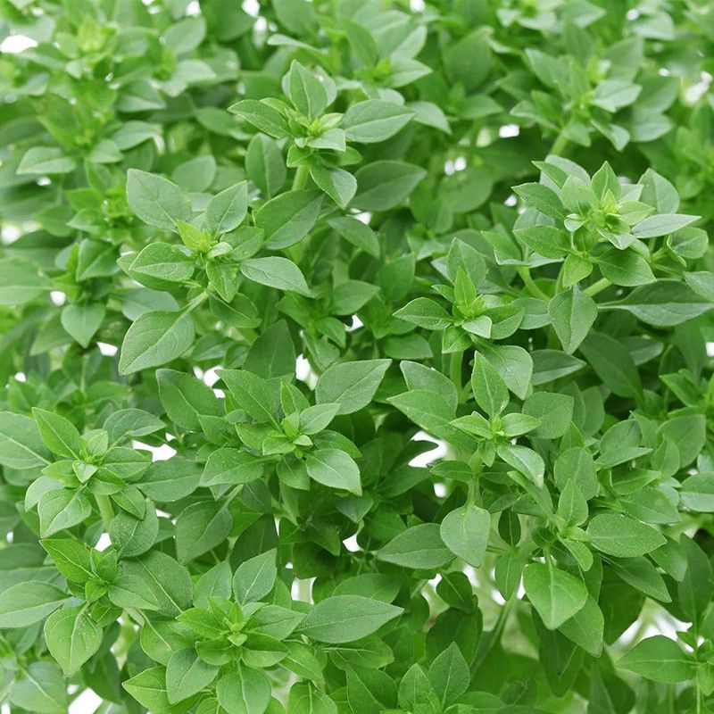 WILLVINE GBPUT-5 Greek Basil Seeds Seed  (2000 per packet)