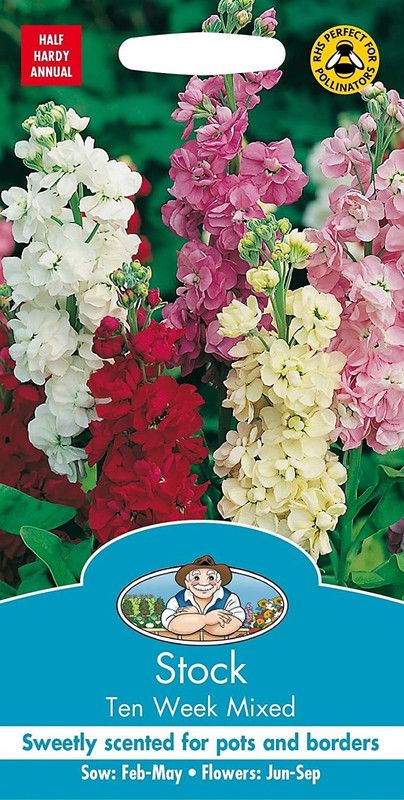 VibeX GBPT-73-Ten Week Stock Large Flowered Mix Seed  (5 per packet)