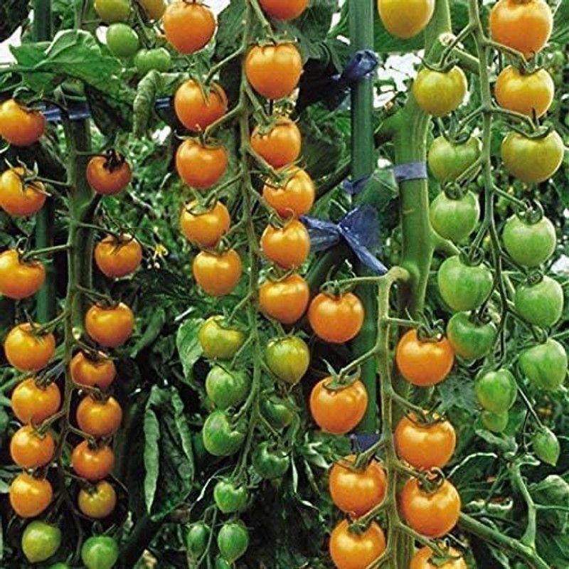 Qualtivate ™ Tomato Cherry - SUNGOLD F1- Seed  (100 per packet)