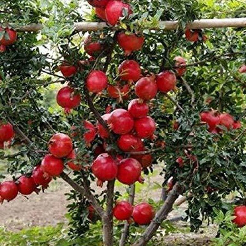 VibeX ® LXI-78 Red Big Pomegranate Plant Fruit Seeds Seed  (25 per packet)