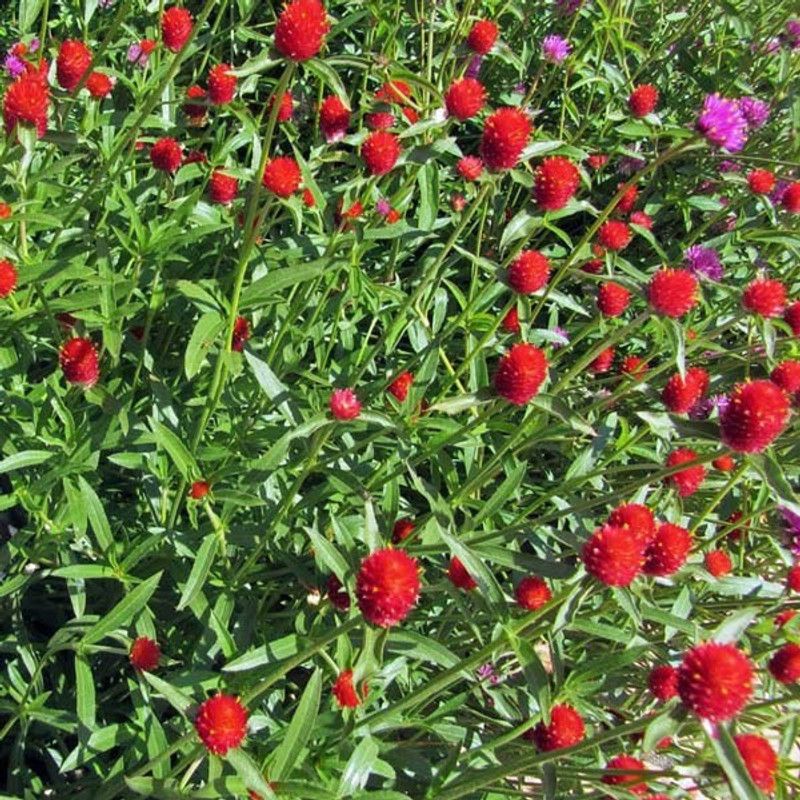 Paudha Gomphrena Strawberry Seed  (16 per packet)
