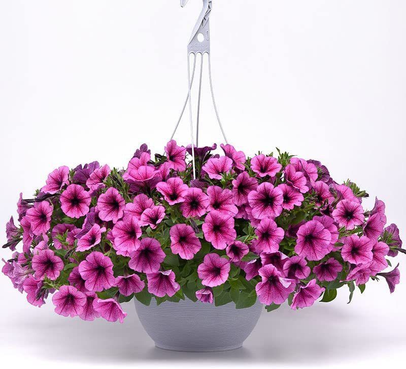 CYBEXIS Petunia Seeds - Easy Wave Rose Fusion Seed  (1 g)