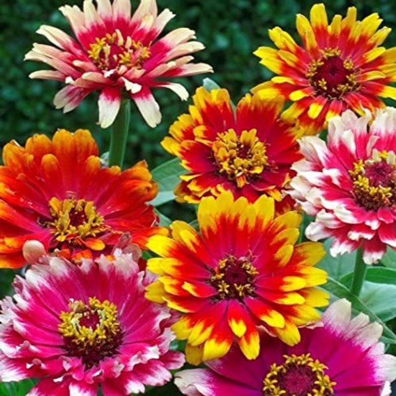 CYBEXIS Carousel Zinnia Seeds Seed  (25 per packet)