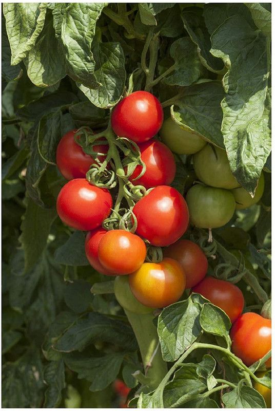 Qualtivate Tomato Seed  (500 per packet)