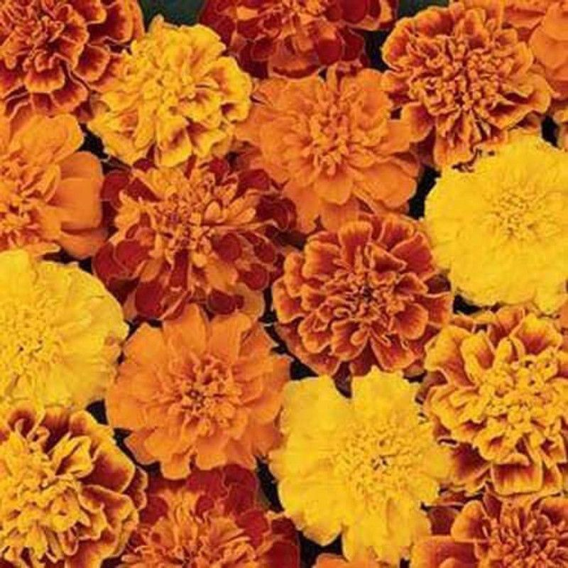 VibeX ® VXI-351 Bonanza French Marigold Seed  (500 per packet)