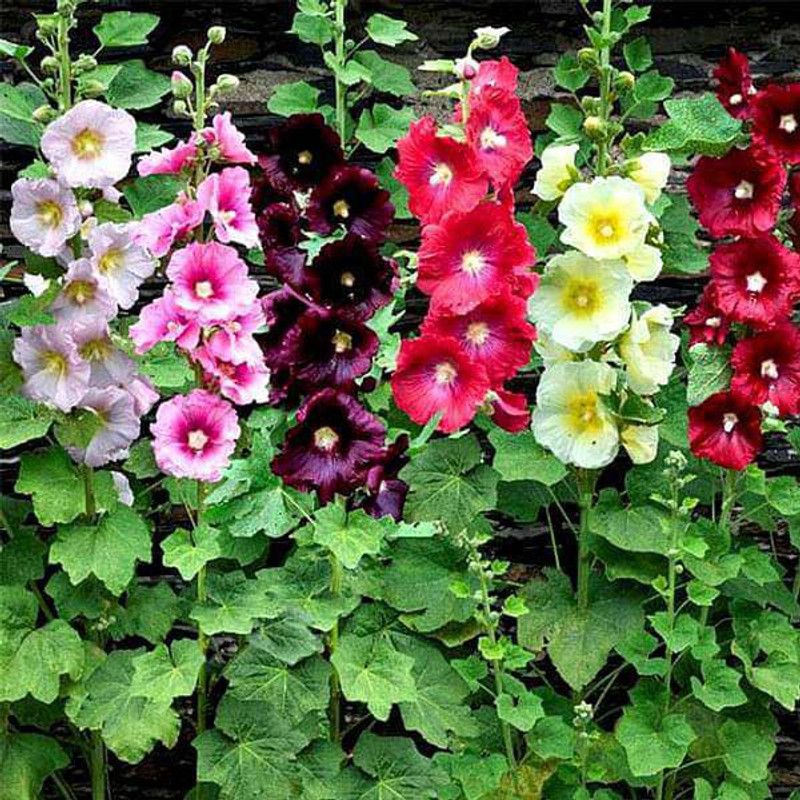 XOLDA Hollyhock Mix Seed  (36 per packet)