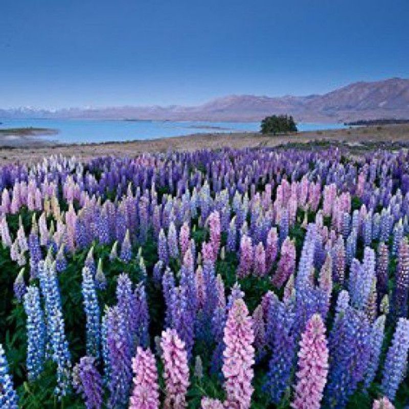 Mozette Exotic larkspur Seed  (10 per packet)