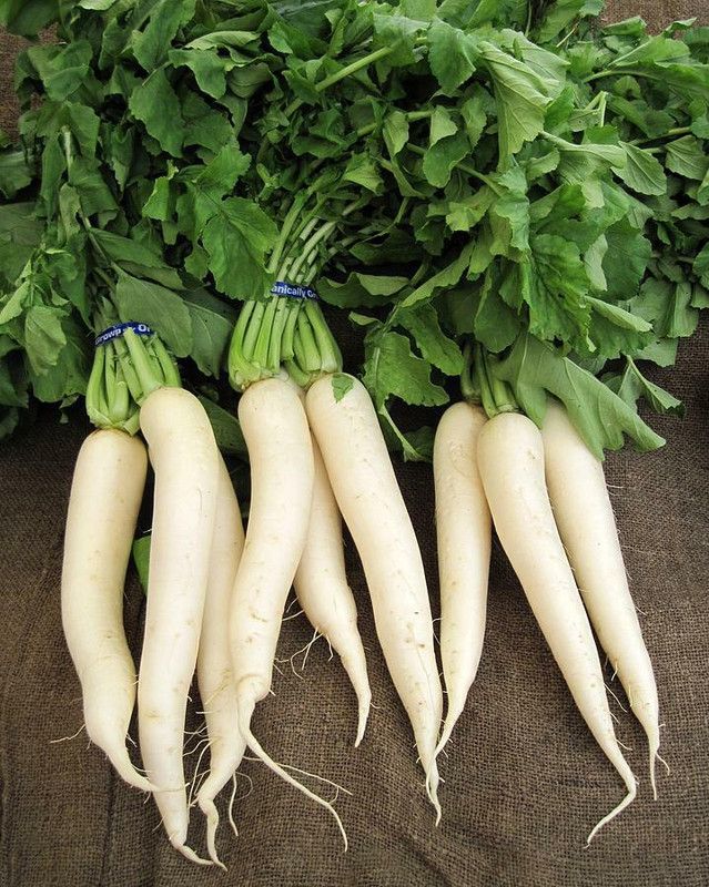 XOLDA Organic Radish Seed  (45 per packet)