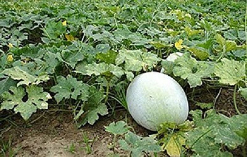 Aywal Ash Gourd Hybrid Mitahi Petha Seed  (46 per packet)