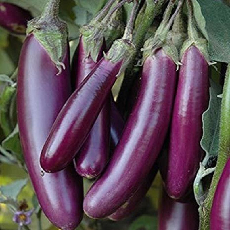 GreenHorizon aubergine Seed  (50 per packet)