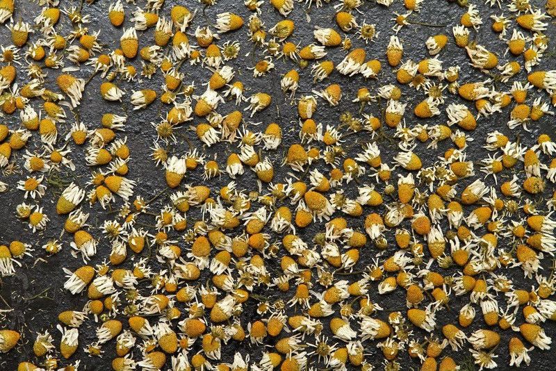 VibeX ® VXI-165 Organic German Chamomile Seed  (250 per packet)