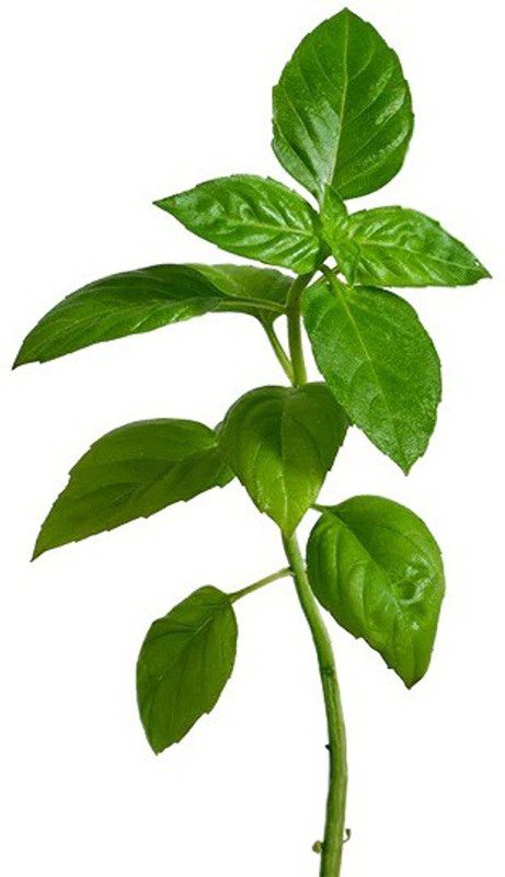VibeX ® RXI-40 Basil Lime Garden Herb Seed  (1000 per packet)