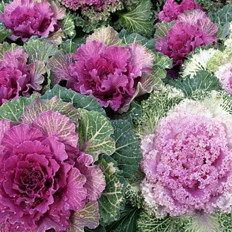 XOLDA Ornamental Kale Seed  (32 per packet)
