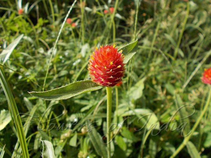 XOLDA Gomphrena Red Hybrid Seed  (25 per packet)