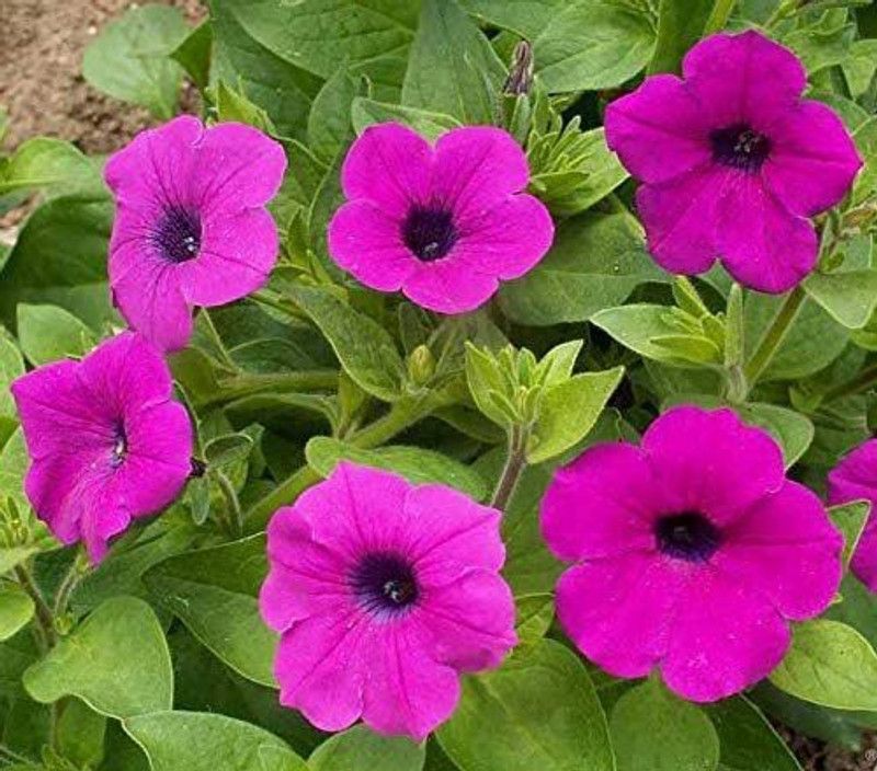 CYBEXIS PAU-28 - Petunia Wild (Violet) Non-Open Open Pollinated - (60 Seeds) Seed  (60 per packet)