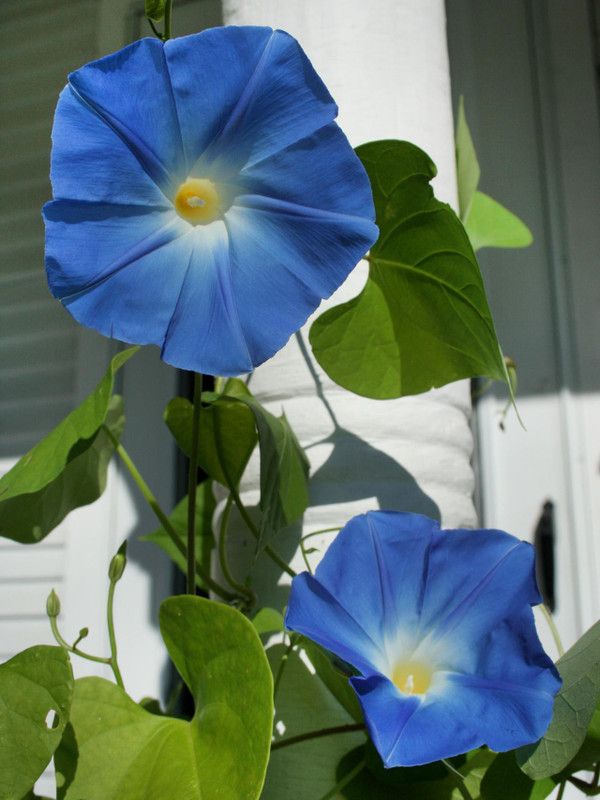 PLANTZON Morning Glory Seed  (40 per packet)