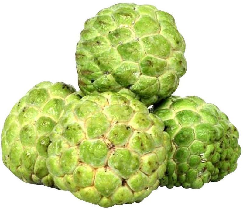 XOLDA Custard Apple Seed  (60 per packet)