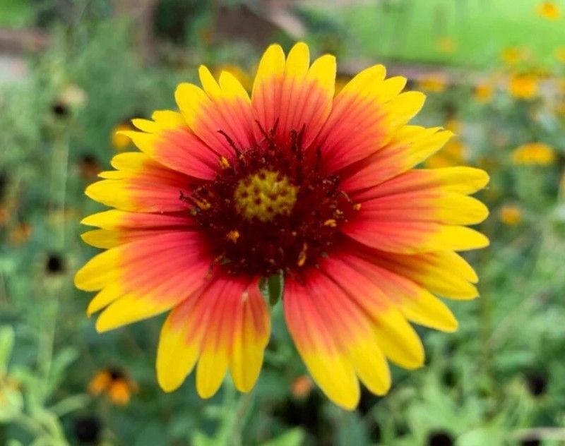 WATIKA Firewheel Flower Indian Blankets Seed  (50 per packet)
