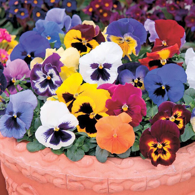PMB Exotic viola Seed  (34 per packet)