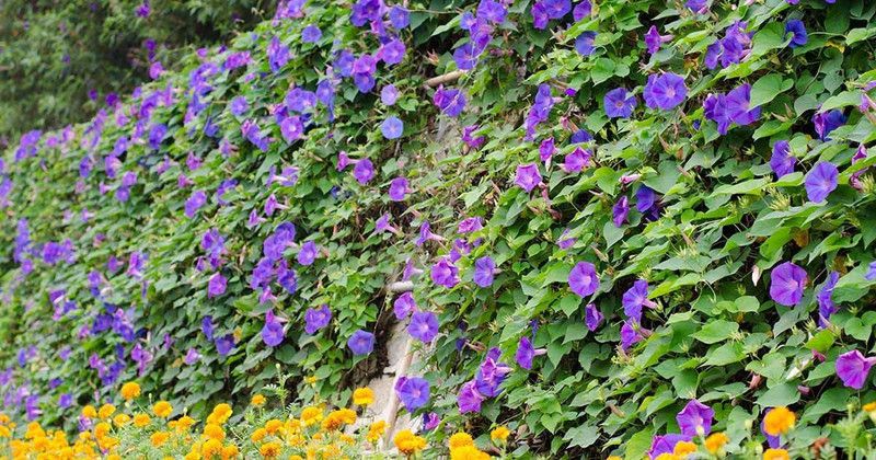 KANAYA Morning Glory Flower Seeds F1 Hybrid Flower Seeds For All Seasons Flower Seed  (15 per packet)
