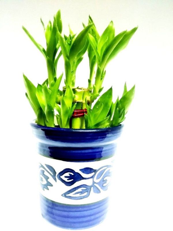 Green Plant indoor Two Layer Bamboo Plant  (Pack of 1)