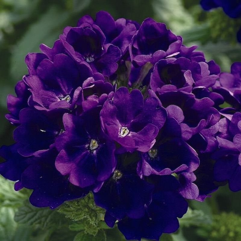 Mozette Exotic verbena Seed  (34 per packet)