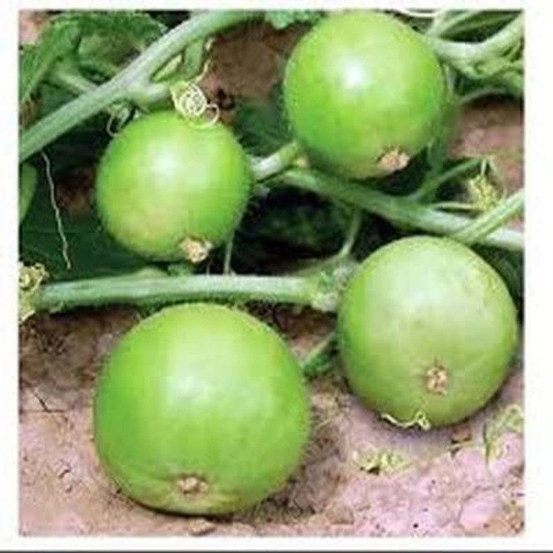 JRYU Tinda Vegetable Seed  (50 per packet)