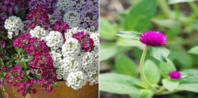dreamseawaves Alyssum & Gomphrena Seed  (20 per packet)